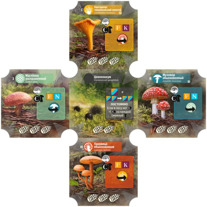 Грибы и корни — изображение 6