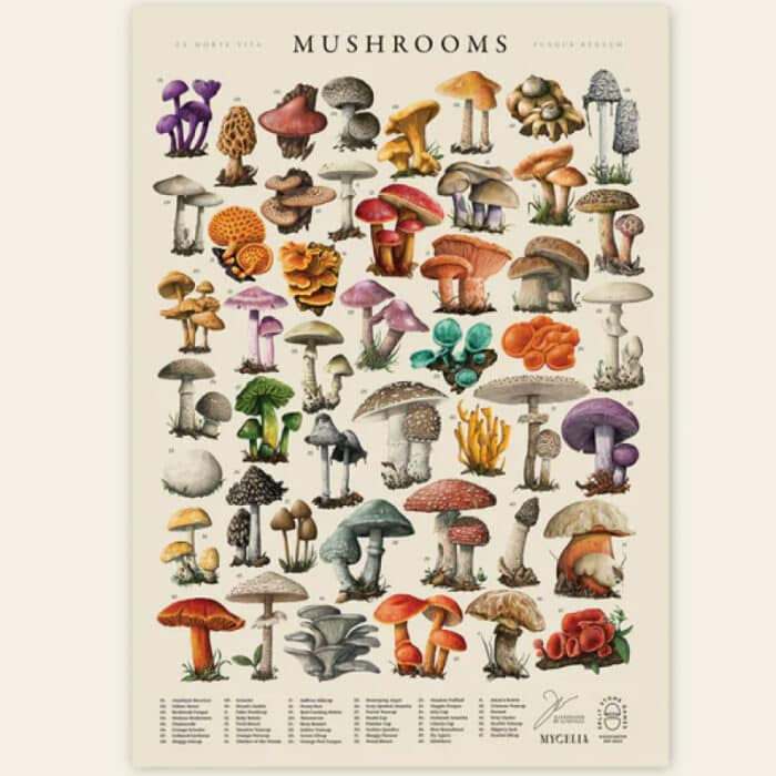 Mycelia: The Strategic Mushroom Game (Eng) - Image 4